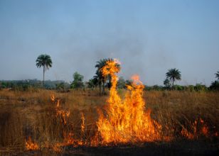 Feu de brousse (digitalprint sur alu)